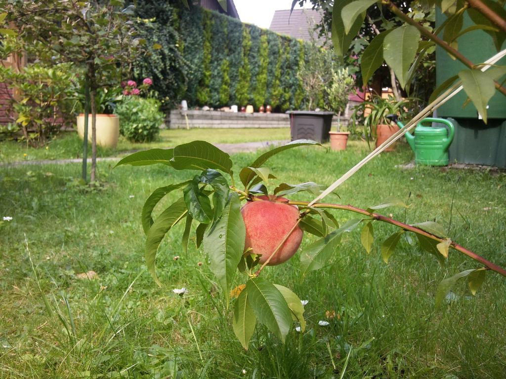 Pension Buchfink Ückeritz Buitenkant foto